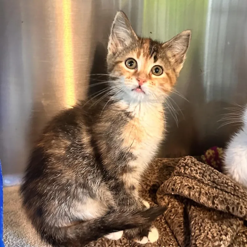 A baby small-sized female Calico Domestic Short Hair cat named Crinkle Cut for adoption in Rocky Mount, VA