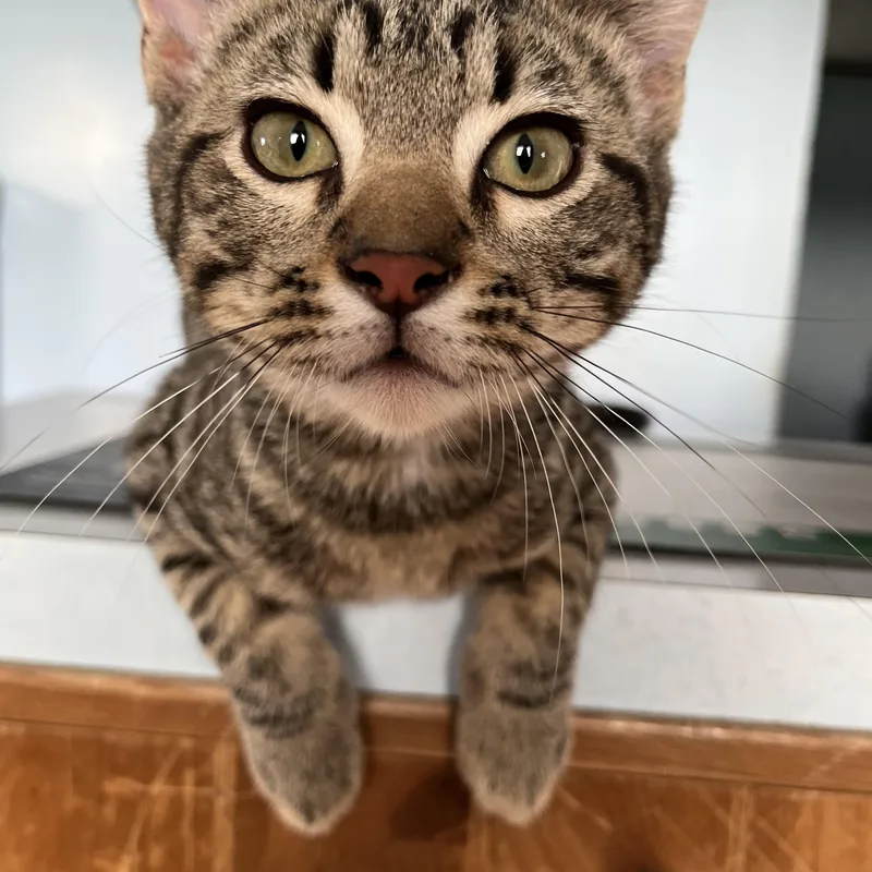 A baby small-sized male Tabby (Tiger Striped) Domestic Short Hair cat named Kipling for adoption in Trenton, MO