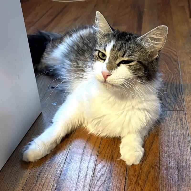 An adult small-sized female Gray / Blue / Silver Domestic Short Hair cat named Mom Tess for adoption in Long Beach, CA