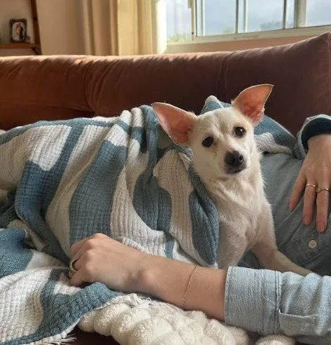 An adult small-sized female Chihuahua dog named Missy for adoption in San Diego, CA