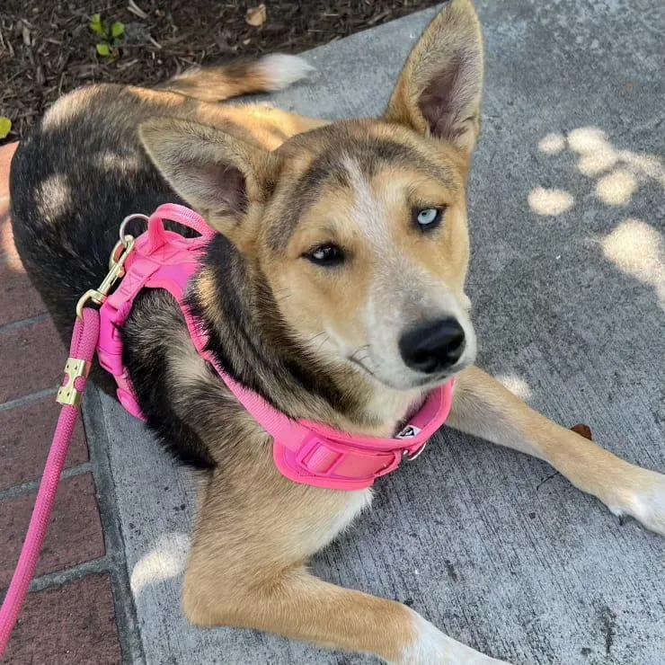 A young medium-sized female Apricot / Beige German Shepherd Dog dog named Jazzy for adoption in San Juan Capistrano, CA