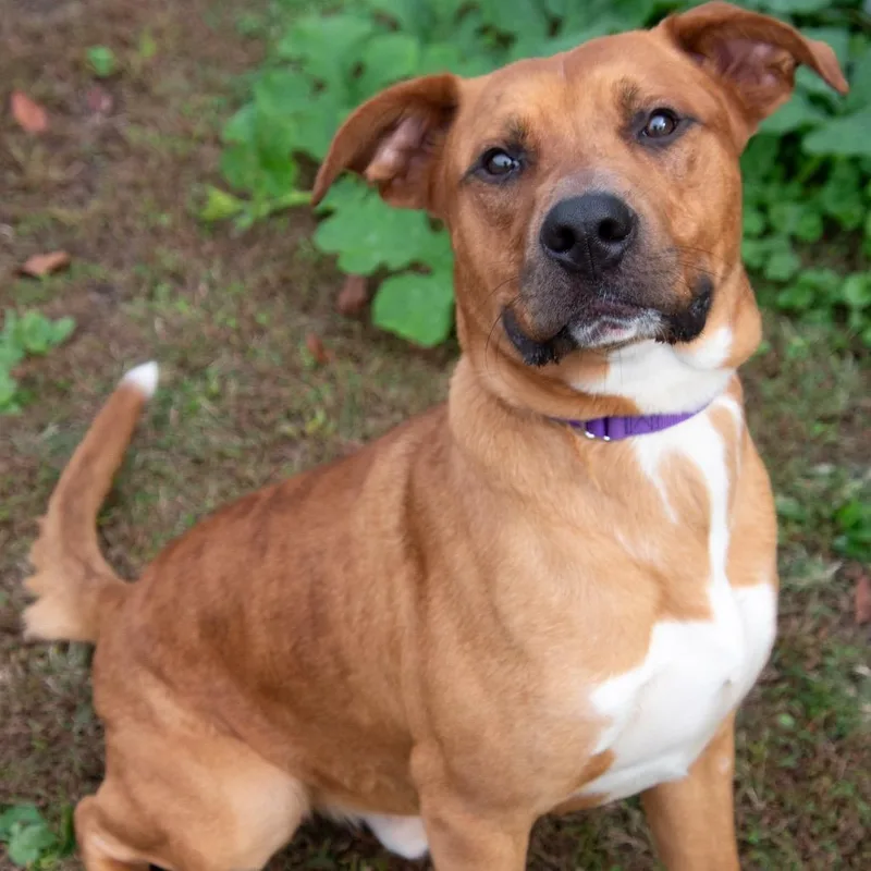A young large-sized male Shepherd dog named Kingston for adoption in Parkersburg, WV