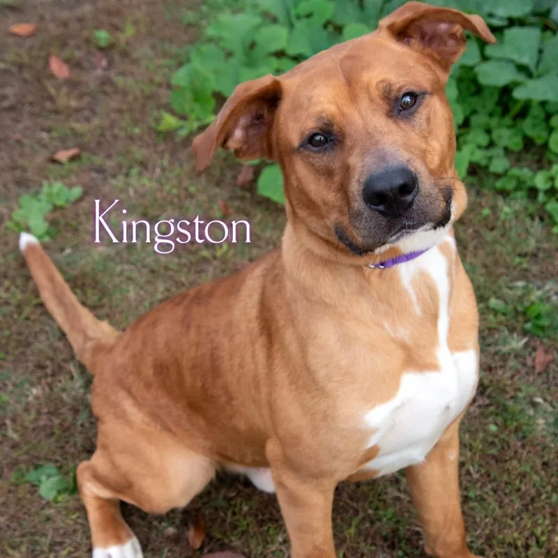 Kingston thumbnail 2