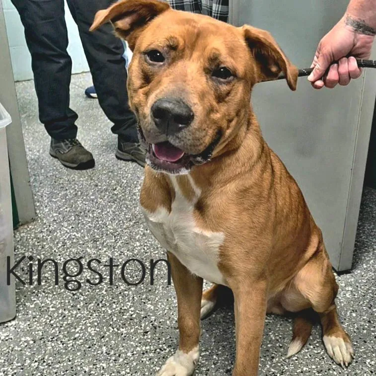 Kingston thumbnail 3