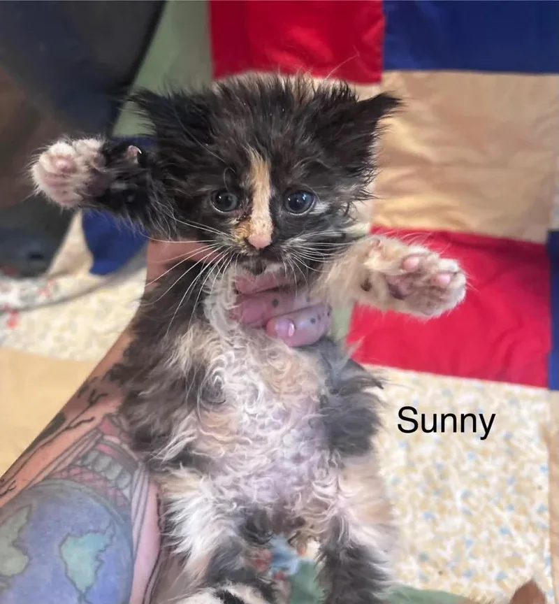 A baby medium-sized female Domestic Medium Hair cat named Sunny for adoption in Johnson City, TN