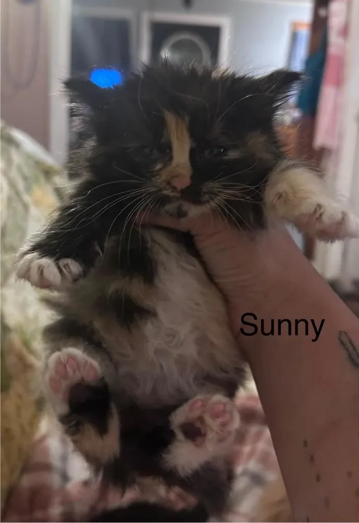 Sunny thumbnail 3