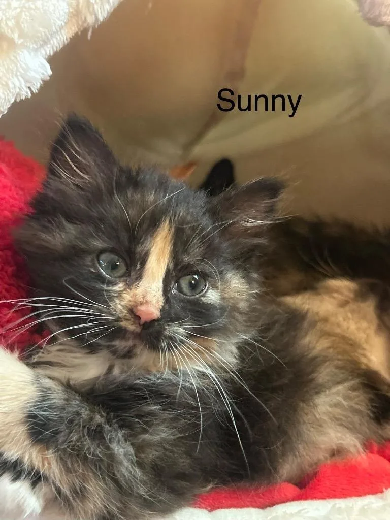 Sunny thumbnail 4