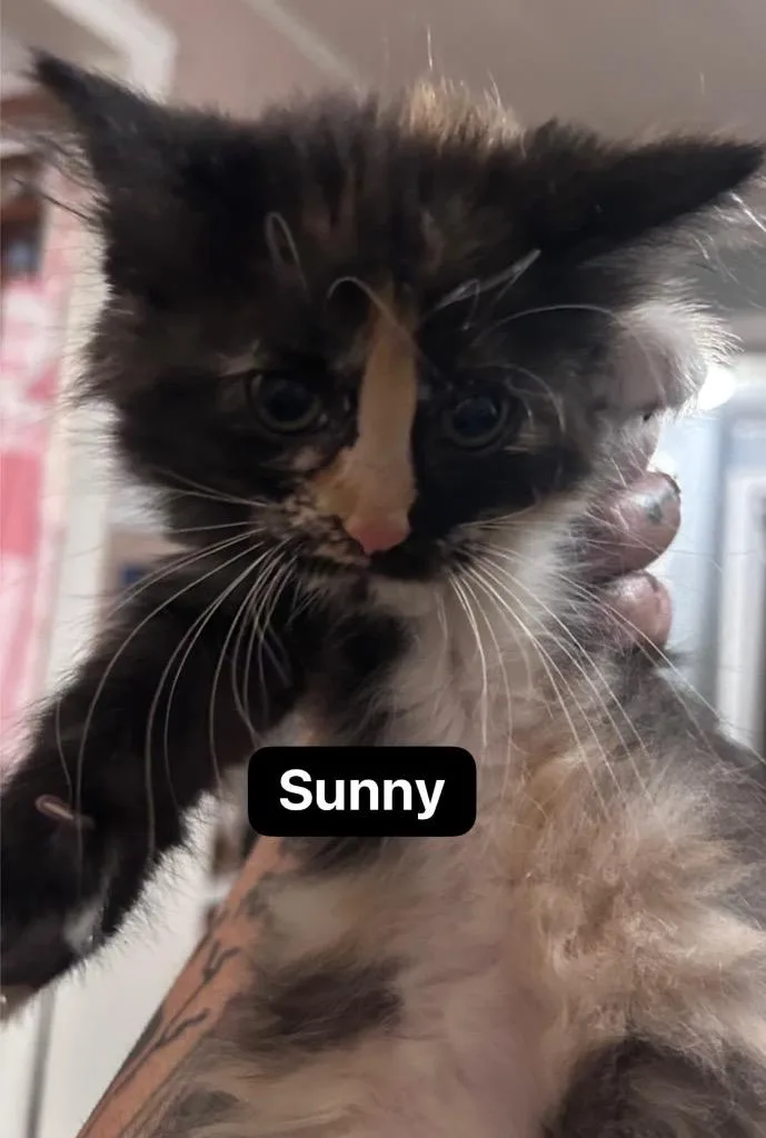 Sunny thumbnail 5