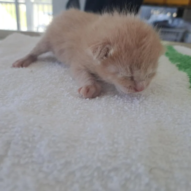 A baby small-sized male Orange / Red Domestic Short Hair cat named Roo for adoption in Chapel Hill, NC