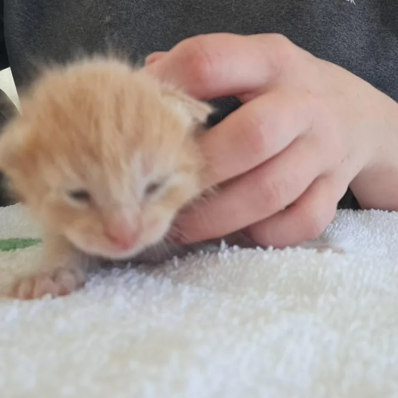 Roo thumbnail 2
