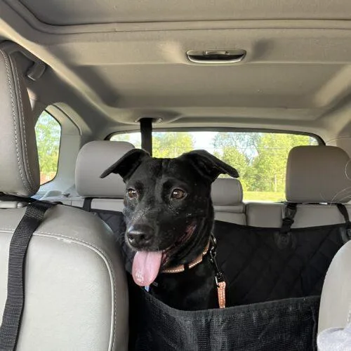 An adult small-sized female Black Labrador Retriever dog named Maybel for adoption in Lincolnshire, IL