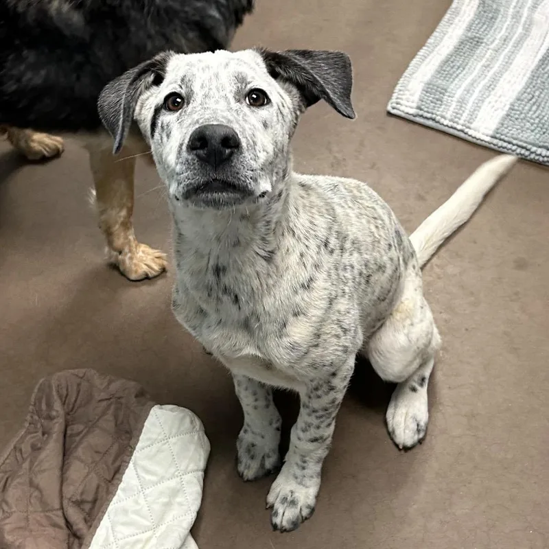 Boba At Kingsmark Kennels
