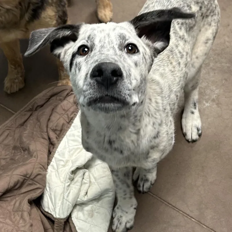 Boba At Kingsmark Kennels thumbnail 2