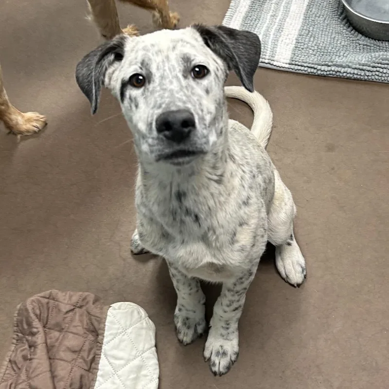 Boba At Kingsmark Kennels thumbnail 3
