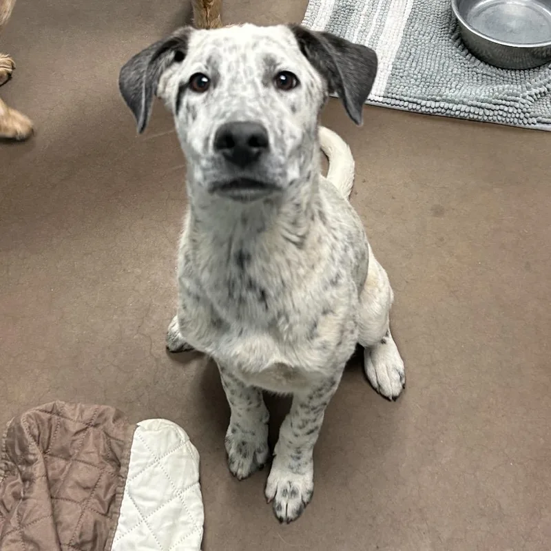 Boba At Kingsmark Kennels thumbnail 4