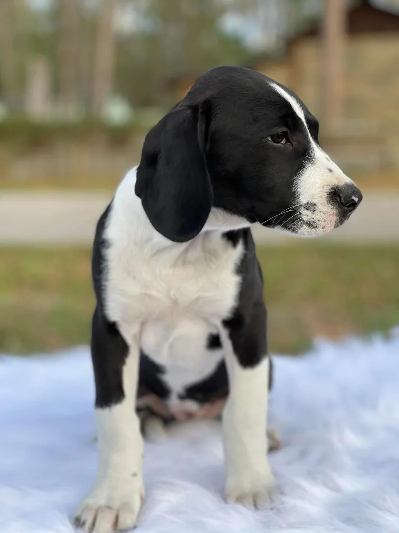 Carolina thumbnail 2