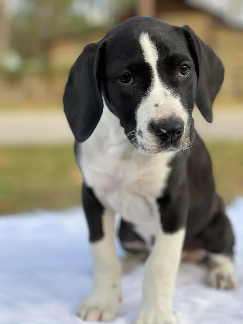 Carolina thumbnail 3