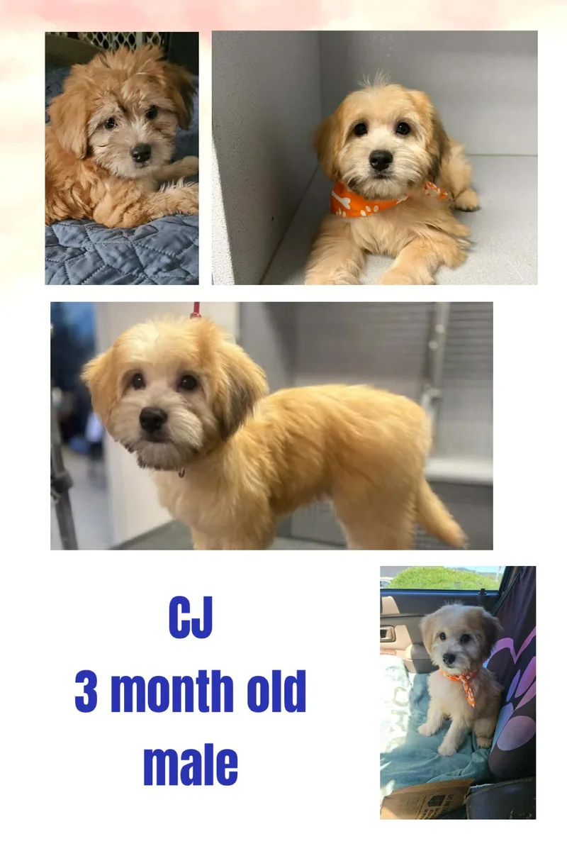 A baby small-sized male Maltese dog named Cj for adoption in Eugene, OR
