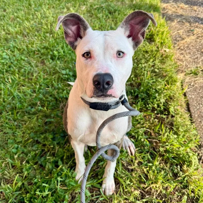 A young medium-sized female White / Cream American Staffordshire Terrier dog named Noelle for adoption in Pittsburgh, PA