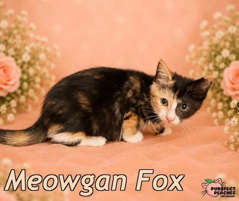 A baby medium-sized female Domestic Short Hair cat named Meowgan Fox for adoption in Douglasville, GA