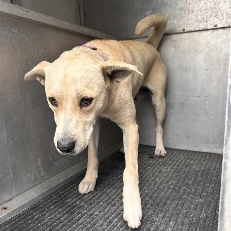 An adult medium-sized female Yellow / Tan / Blond / Fawn Shepherd dog named Poptart for adoption in Edinburg, TX