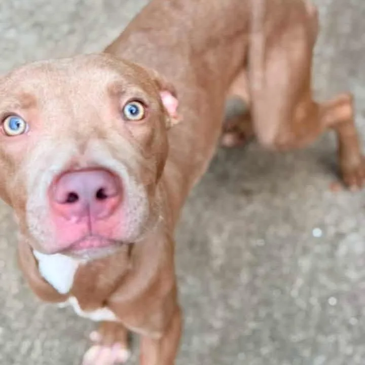 A young medium-sized male Brown / Chocolate Mixed Breed dog named Nuthatch for adoption in Wheeling, IL