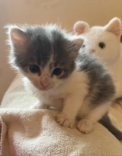 A baby small-sized female Gray & White Domestic Short Hair cat named Miriam for adoption in Bishop, GA