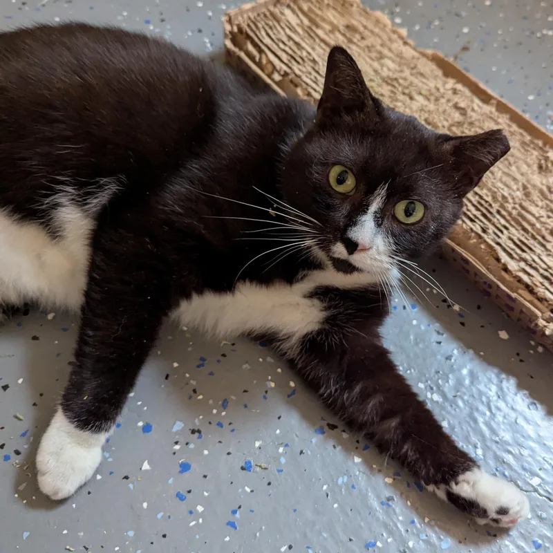 An adult medium-sized male Domestic Short Hair cat named Bernard for adoption in Grand Rapids, MI