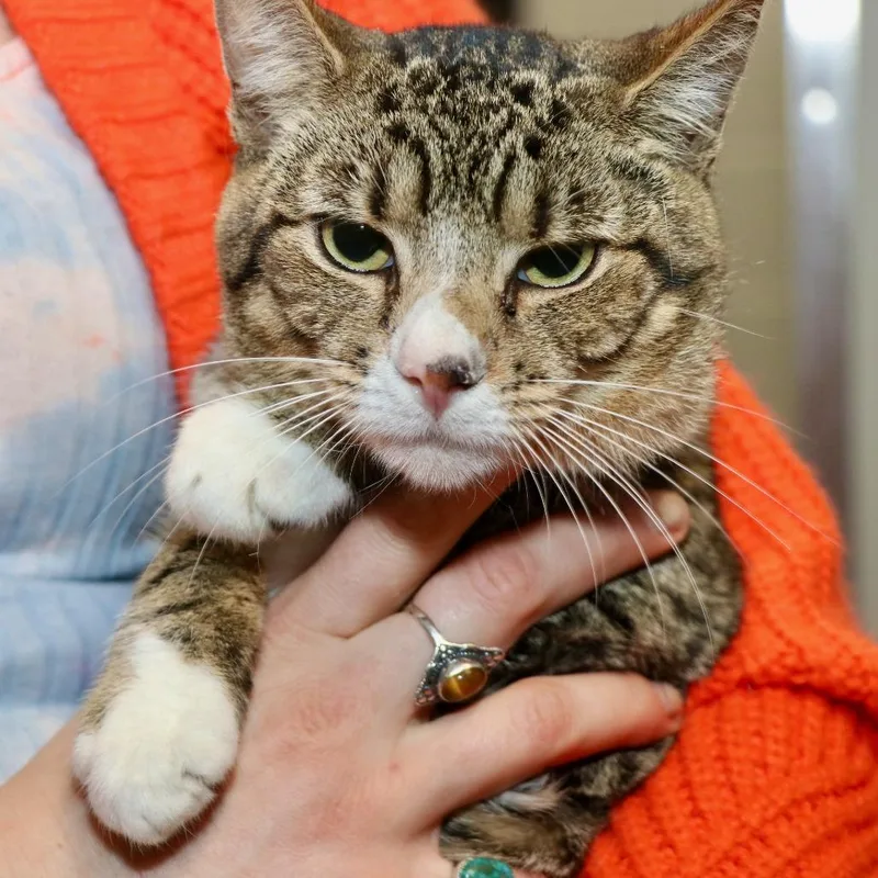 A young medium-sized male Gray / Blue / Silver Domestic Short Hair cat named Zach for adoption in Allentown, PA