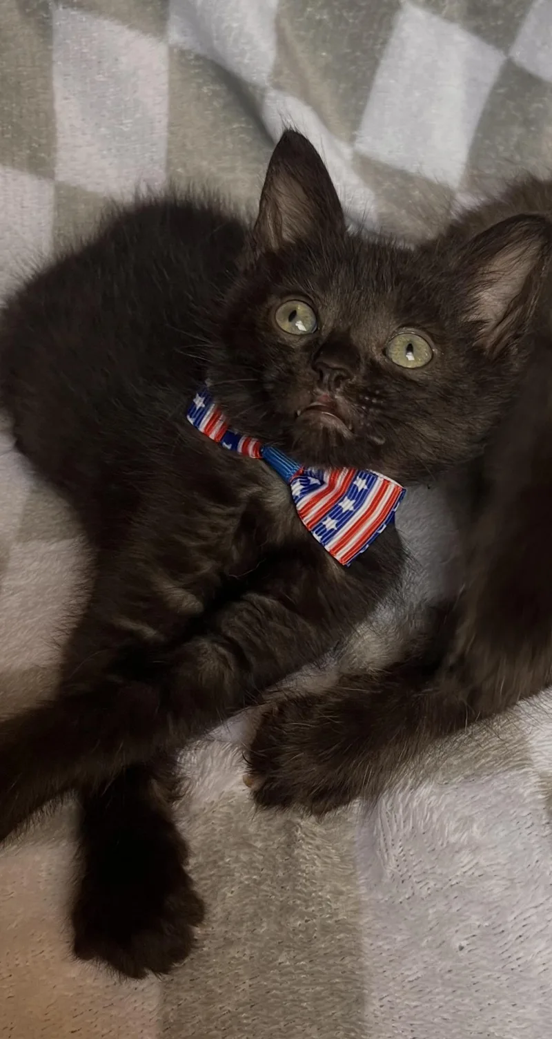A baby medium-sized male Black Domestic Medium Hair cat named Bagel Bite & Mini for adoption in Youngstown, OH