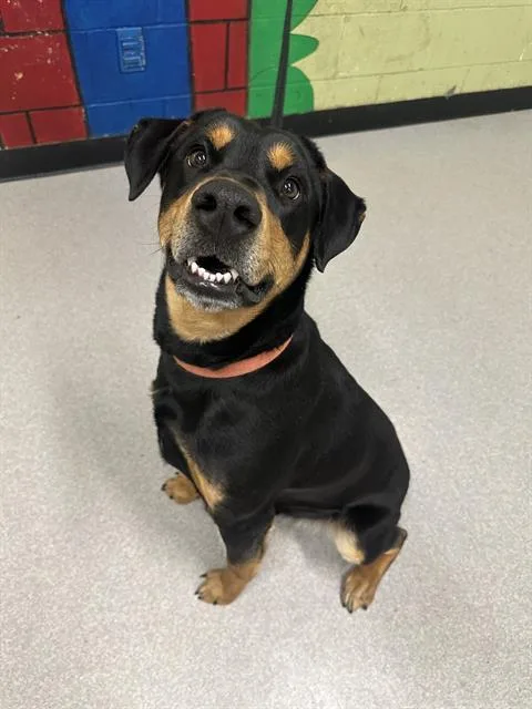 An adult large-sized male Rottweiler dog named Bhagra for adoption in Indianapolis, IN