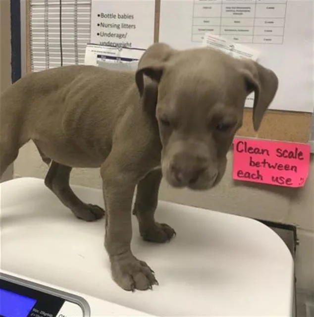 Duke