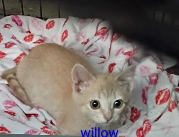A baby small-sized female Tabby (Orange / Red) Domestic Short Hair cat named Willow for adoption in Anoka, MN