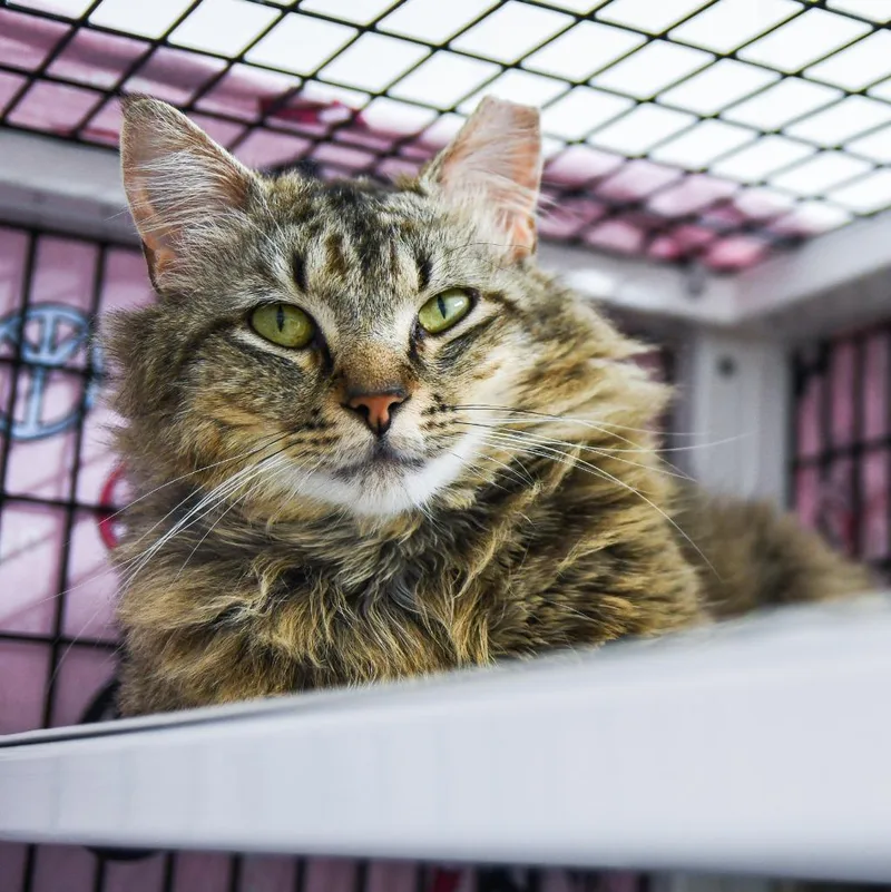 A young medium-sized male Domestic Short Hair cat named Mojave for adoption in Ewing, NJ