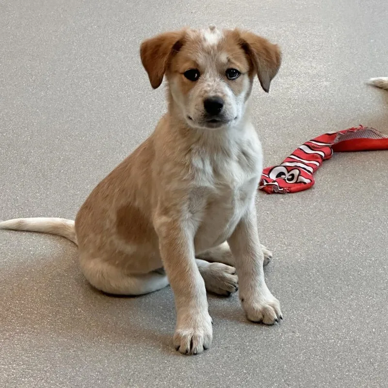A baby small-sized female White / Cream Mixed Breed dog named Lemon for adoption in Hailey, ID