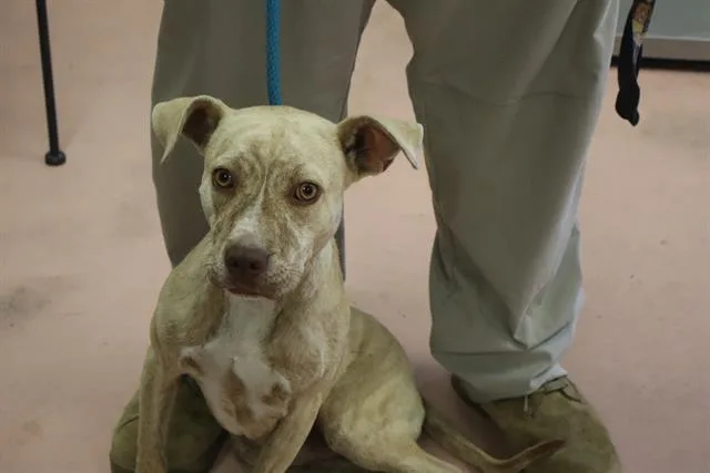 A young medium-sized male Mixed Breed dog named Brady for adoption in Columbia, SC