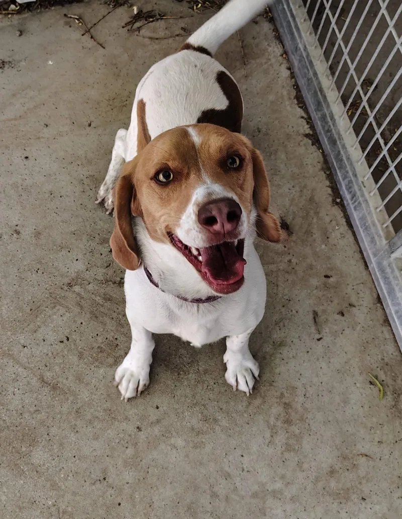 An adult medium-sized male Tricolor (Brown, Black, & White) Beagle dog named Beagie for adoption in Rockwell City, IA