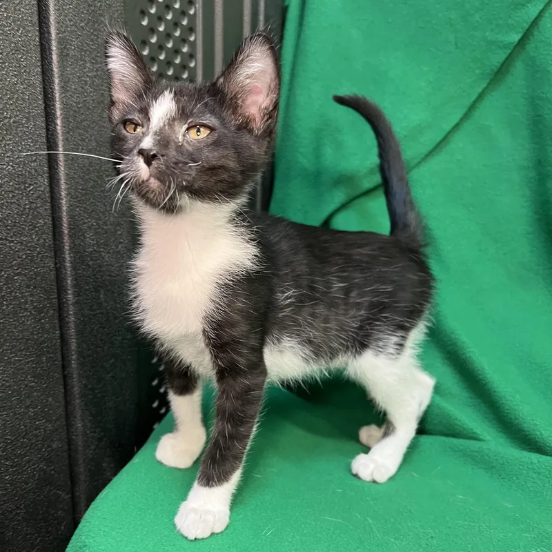 Tulip  At Petsmart