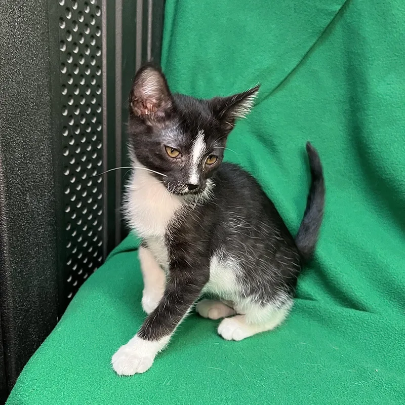 Tulip  At Petsmart thumbnail 2