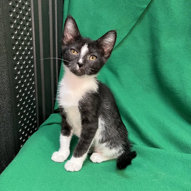 Tulip  At Petsmart thumbnail 3