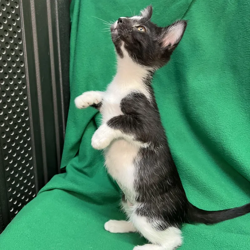 Tulip  At Petsmart thumbnail 4