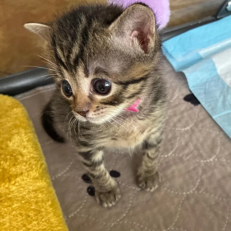 A baby small-sized female Brown / Chocolate Domestic Short Hair cat named Tid Bit for adoption in Franklin, TN