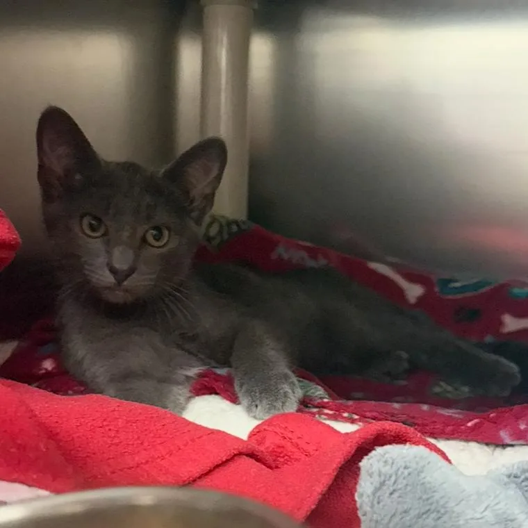 A baby small-sized male Gray / Blue / Silver Domestic Short Hair cat named Design for adoption in Charlottesville, VA