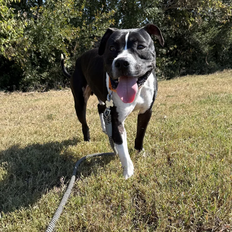 Waylon Jennings thumbnail 2