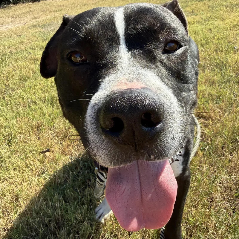 Waylon Jennings thumbnail 4