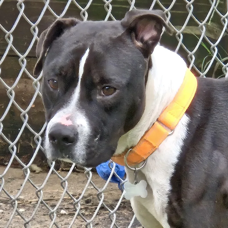 Waylon Jennings thumbnail 5