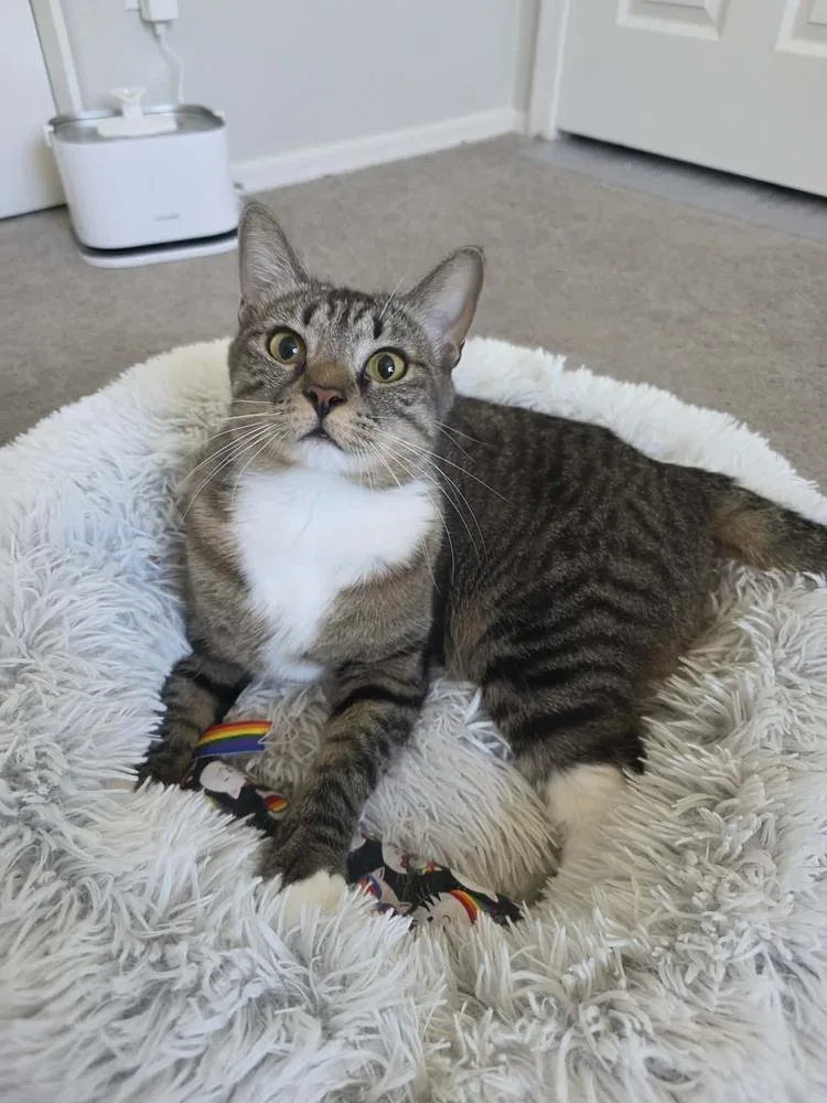 An adult medium-sized female Domestic Short Hair cat named Felicia for adoption in tucson, AZ