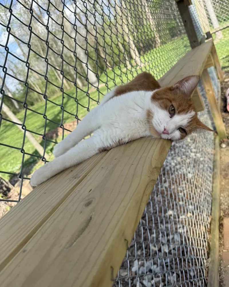 An adult medium-sized male Domestic Short Hair cat named Mitchell for adoption in Richmond Dale, OH