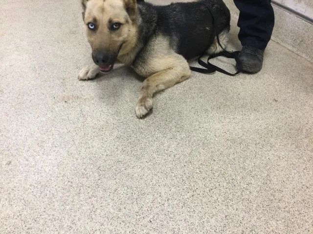 A young medium-sized female German Shepherd Dog dog named A for adoption in Riverside, CA