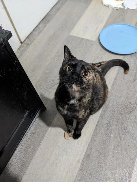 A baby small-sized female Domestic Short Hair cat named Watermelon for adoption in Lewisburg, TN